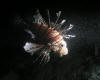 lion fish in torchlight